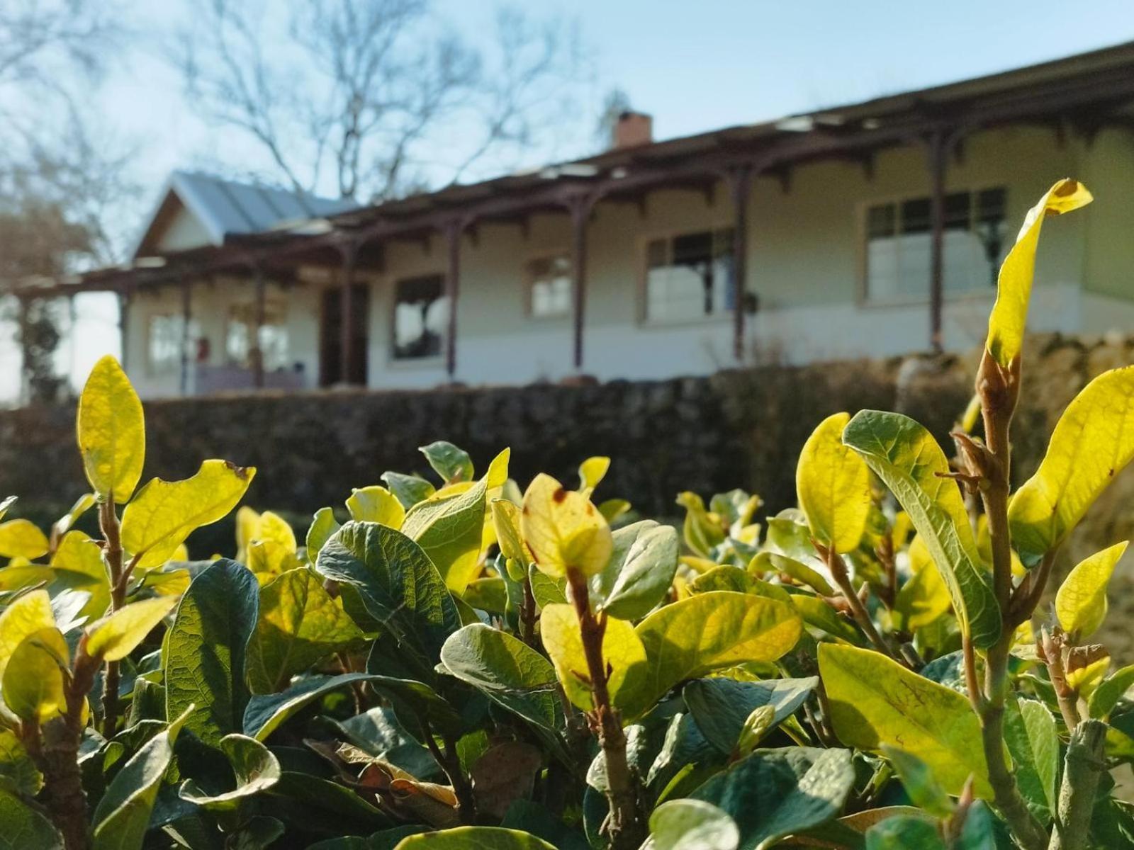 Tumble In Bed & Breakfast Underberg Exterior photo